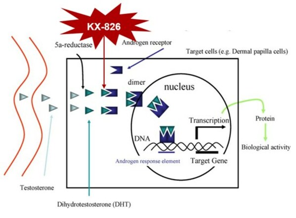 开拓药业携四项临床研究亮相EADV 2023，KX-826口头报告获得广泛关注和认可